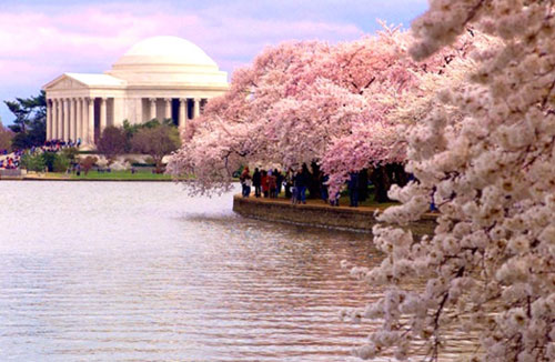 Hoa anh đào hằng năm vẫn nở rộ ở Washington - Ảnh: Dcjourney.com