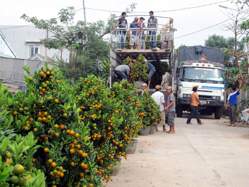 Phú Yên: Hoa Tết được giá 1