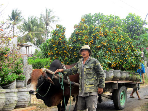 Phú Yên: Hoa Tết được giá 2