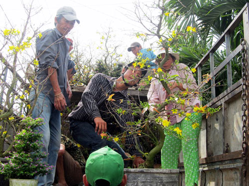 Phú Yên: Hoa Tết được giá 3