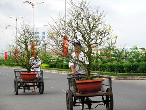 Phú Yên: Hoa Tết được giá 5
