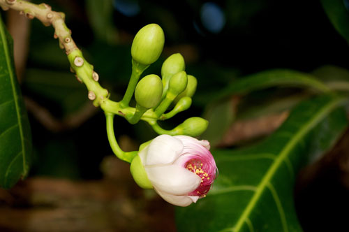 Mùa hoa bàng vuông ở Trường Sa 3