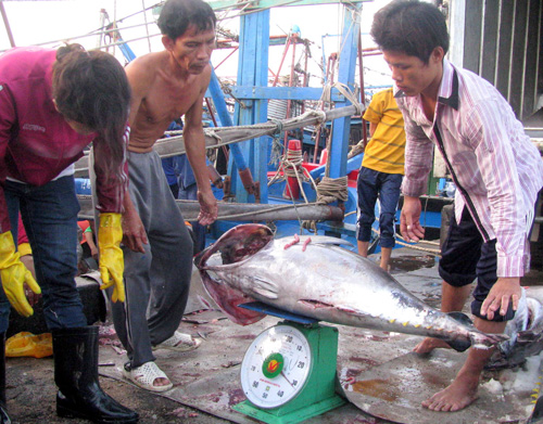 Giá cá ngừ đại dương giảm mạnh