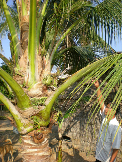 Những cây dừa “quái dị” 3