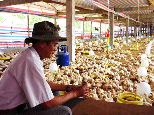 Làm giàu nhờ chăn nuôi gia công