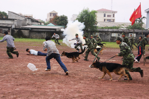 Chó nghiệp vụ dũng mãnh lao lên tấn công tên cướp giả định