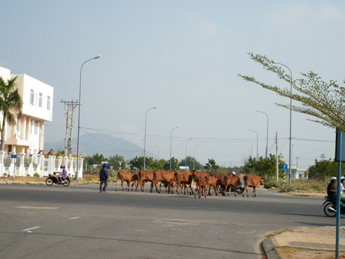 Đàn bò vào thành phố