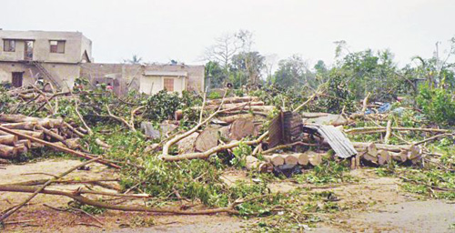Cây bị trốc gốc sau cơn bão ở Brahmanbaria