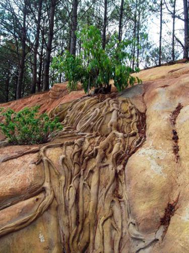 Một cây tự nhiên được anh Dũng dùng “công nghệ đất” tạo nên một bộ rễ cổ thụ