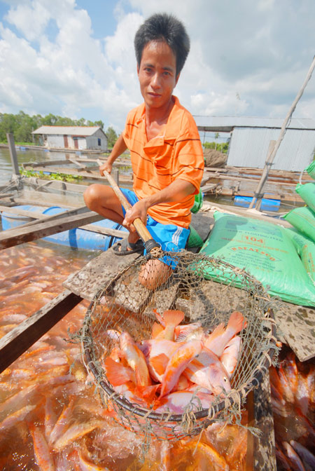 ĐBSCL: Cá điêu hồng tăng giá