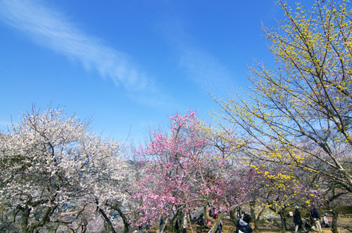 Vườn mơ tuyệt đẹp ở thành phố Ome, Tokyo 21