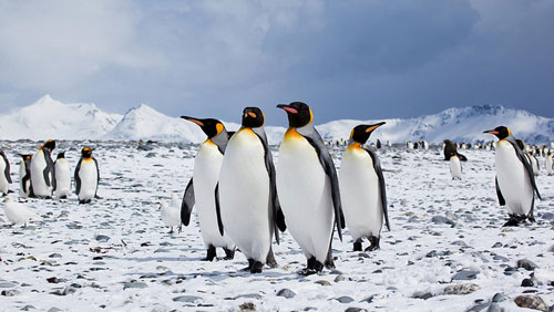 “Áo chắn lạnh” của chim cánh cụt