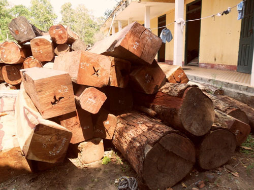 Tiếp tục phát hiện gỗ “vô chủ” trong Vườn quốc gia Yók Đôn