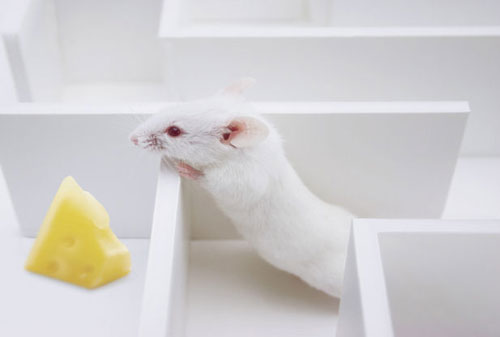 Nâng cấp trí thông minh loài chuột