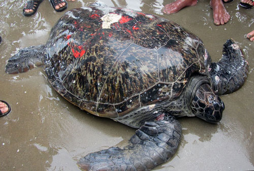 Thả con rùa quý hiếm có nguy cơ tuyệt chủng về biển