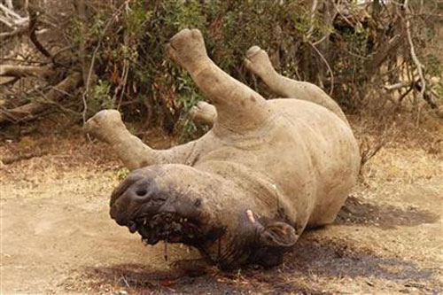 Bị nạn khi tuần tra chống săn tê giác, 5 lính Nam Phi thiệt mạng