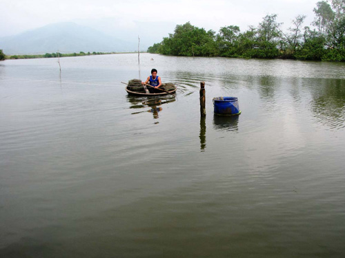 Sò huyết tiến Vua