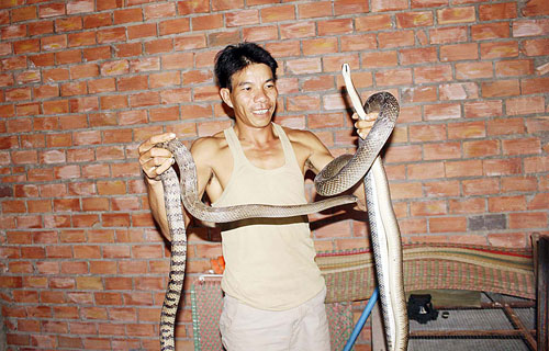Anh Nguyễn Sỹ Nam tăng nguồn thu cho gia đình bằng việc nuôi rắn long thừa