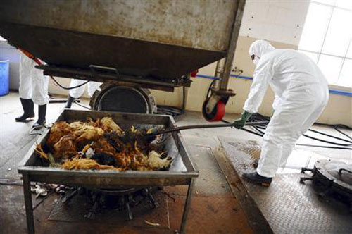 Tiêu diệt gia cầm chưa bị nhiễm bệnh tại một trại gia cầm nhằm giảm nguy cơ vi rút H7N9 lan rộng tại Guangzhou, tỉnh Guangdong, Trung Quốc ngày 16.4.2013