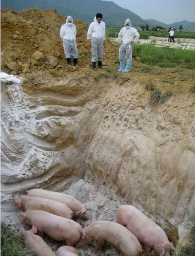 Tiêu hủy lợn dịch tại H.Yên Thành, Nghệ An