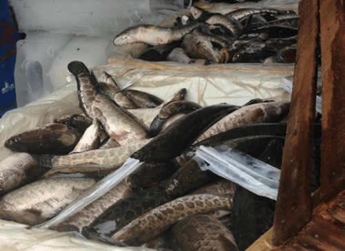 Bắt vụ nhập lậu 481 kg cá quả, ếch sống từ Trung Quốc về chợ cá Yên Sở 