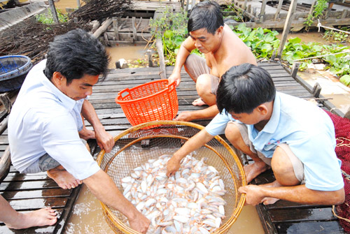 An Giang: Nuôi cá heo nước ngọt lãi cao