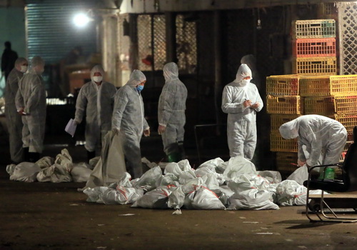 Các nhân viên y tế Trung Quốc đang thu thập túi đựng xác gà chết tại một chợ nông sản ở Thượng Hải vào ngày 5.4 - Ảnh: AFP