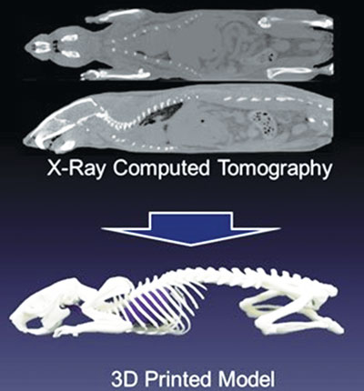 Tạo bộ xương chuột nhờ máy in 3D