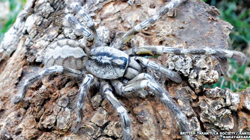 Phát hiện loài nhện độc khổng lồ
