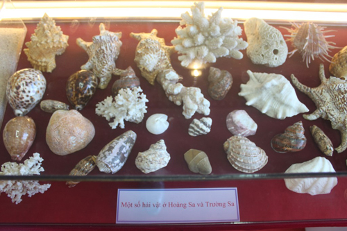 Một số hải vật ở Hoàng Sa, Trường Sa cũng được trưng bày 