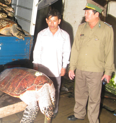 Bộ đội Biên phòng Quảng Ngãi bắt được vụ vận chuyển trái phép rùa “khủng”
