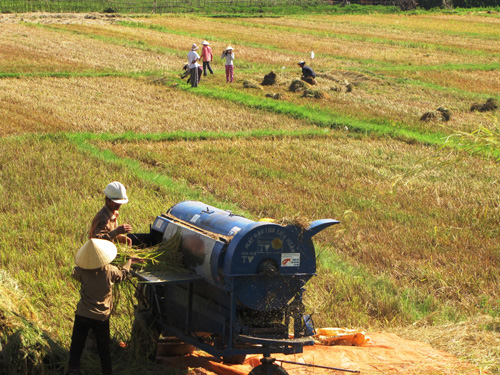 Nông dân huyện Bố Trạch thu hoạch lúa dưới trời nắng như đổ lửa