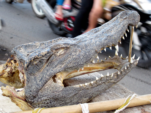 Một chiếc đầu con cá sấu, nhìn khá dữ tợn được đặt ngay điểm bán thịt khiến người đi đường ngạc nhiên, tỏ ra hiếu kỳ 1