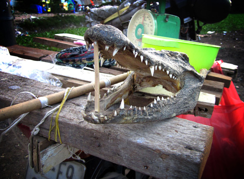 Một chiếc đầu con cá sấu, nhìn khá dữ tợn được đặt ngay điểm bán thịt khiến người đi đường ngạc nhiên, tỏ ra hiếu kỳ 2