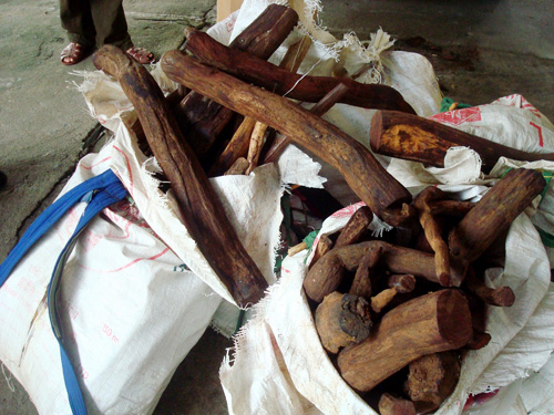 Cơ quan chức năng thu giữ tang vật gỗ huê 2