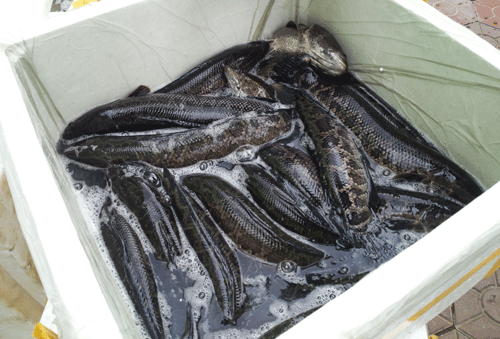 Bắt quả tang khối lượng lớn cá trê giống, cá quả Trung Quốc nhập lậu 3