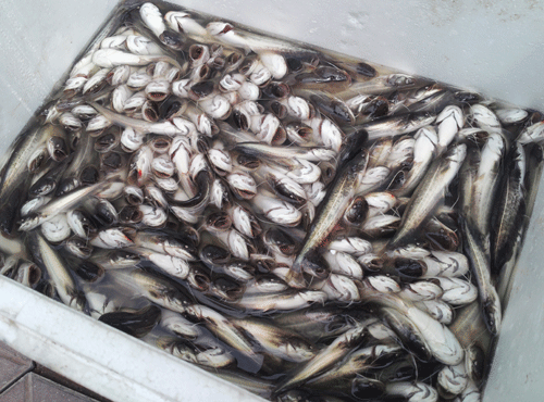 Bắt quả tang khối lượng lớn cá trê giống, cá quả Trung Quốc nhập lậu 1