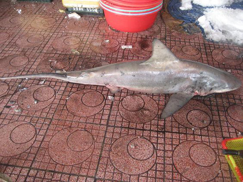 Lại bắt được cá mập tại biển Quy Nhơn
