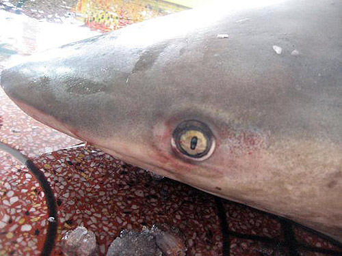 Lại bắt được cá mập tại biển Quy Nhơn2