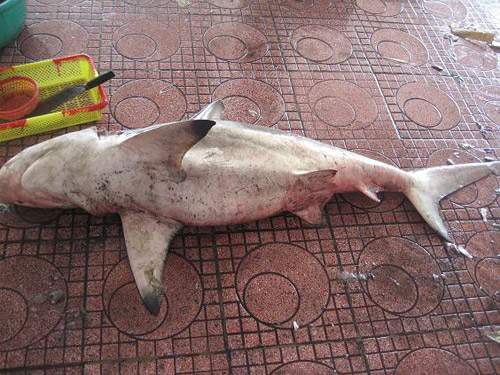 Lại bắt được cá mập tại biển Quy Nhơn6