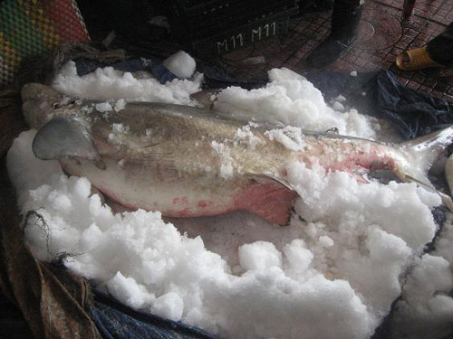 Lại bắt được c&aacute; mập tại biển Quy Nhơn