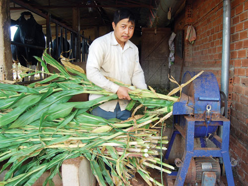 Sáng tạo nhà nông - Kỳ 2: Chàng chăn bò chế máy băm cỏ 