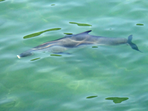 cá heo xuất hiện tại cù lao chàm - ảnh huỳnh ngọc diên