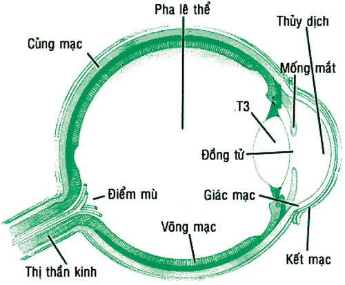 Nên làm gì khi bị đỏ mắt, xốn mắt 1