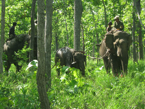 Thả voi rừng mắc bẫy về rừng
