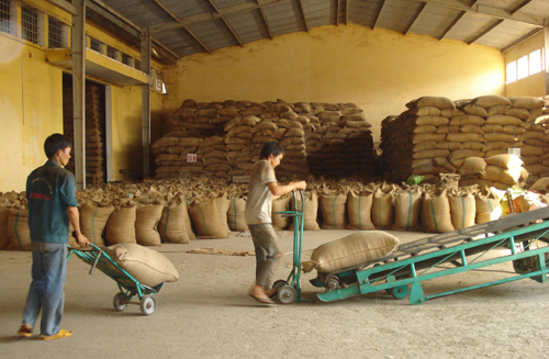 Cà phê đóng bao xuất khẩu ở Công ty TNHH MTN xuất nhập khẩu 2-9 Đắk Lắk