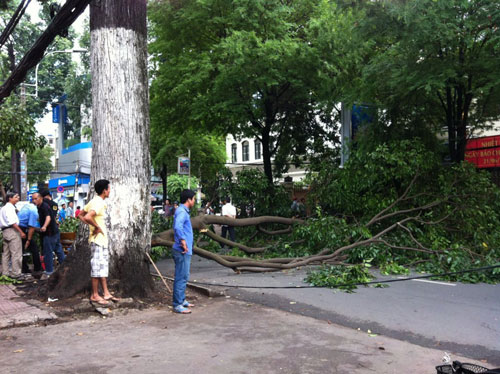 Cây ngã, chắn hết đường một chiều Võ Văn Tần  2