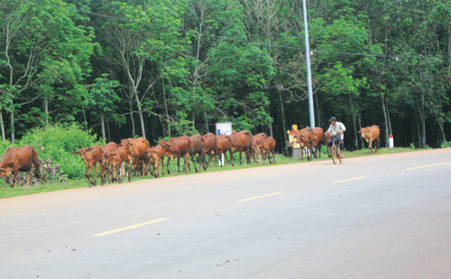 Chăn bò ven quốc lộ