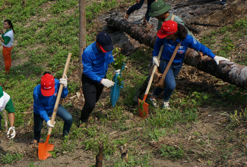 50 sinh viên ĐH Lâm nghiệp là những người hướng dẫn kỹ thuật và trực tiếp trồng rừng