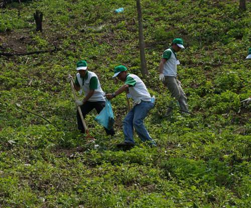 Công nhân HVN trồng keo trên một sườn núi dốc đứng